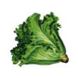 LECHUGA-HOJA
